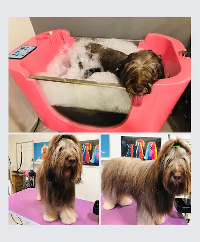 Lord Salon Psiej Urody